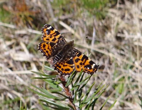 Réf. 180 437 : Araschnia levana